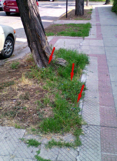 commelina en Santiago